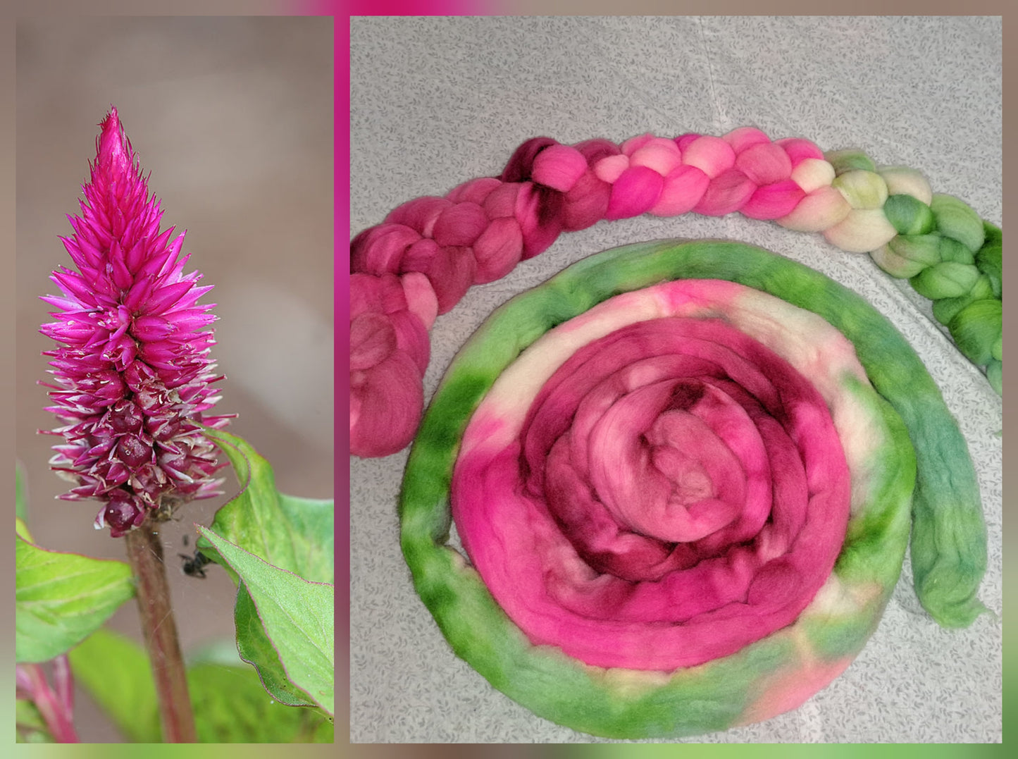 Celosia -- 4 ounce US wool
