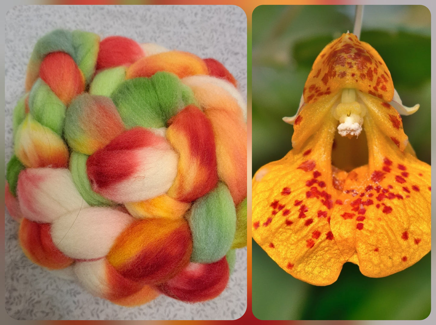Spotted Touch-Me-Not -- 4 ounce US wool
